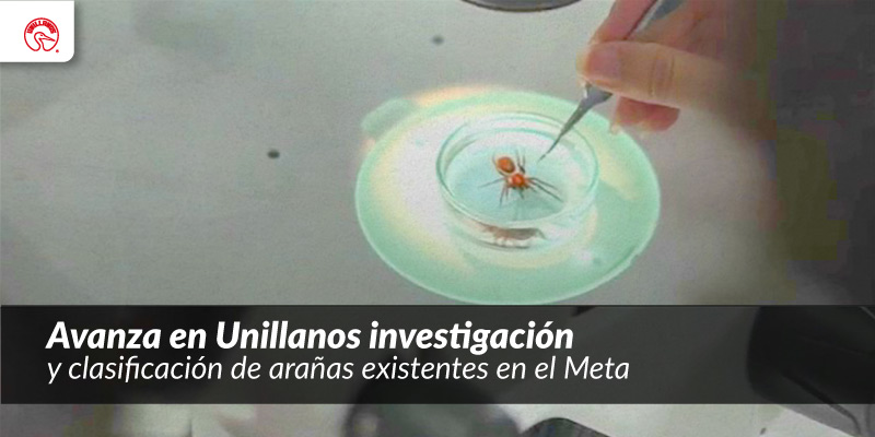 Avanza en Unillanos investigación y clasificación de arañas existentes en el Meta